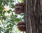 大きいヒラタケの下処理と旨い油炒め作り方1写真