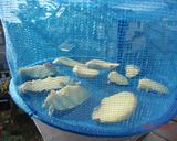 手軽に簡単♪手作り☆美味しい干し芋♪作り方5写真