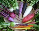 カラフル根菜のポトフ作り方1写真