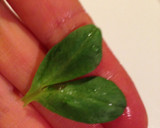 厚揚げと豆苗のガーリック炒め作り方4写真