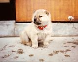 とろーり♪フォンダンショコラ作り方4写真