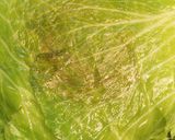 丸ごとキャベツのトロトロ和風生姜あん作り方7写真