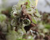 タン塩みたいな砂肝ねぎ焼作り方20写真