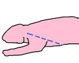 ラパン(うさぎ肉)の捌き方作り方6写真