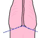 ラパン(うさぎ肉)の捌き方作り方8写真