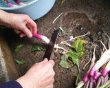 日野菜の漬物☆作り方1写真