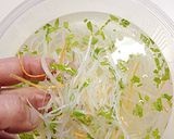 中華風サラダ【くらげとセロリの前菜】作り方15写真