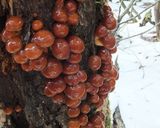 ナメコと大根の味噌汁（本格派の味）作り方1写真