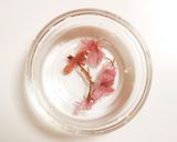 もち粉のマフィン作り方6写真