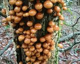 ナメコと豆腐とわかめの味噌汁（本物の味）作り方1写真