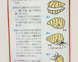 塩ゆずで～ 海のミルク☆牡蠣のホイル焼き作り方2写真