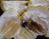 ダイエット中に…「獅子柚子の甘煮」作り方1写真