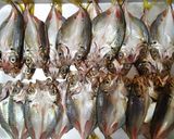 アジの干物（塩干し）作り方5写真