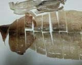 いかの一夜干し天ぷら作り方1写真