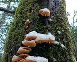 開きナメコと乾燥ワカメの焼きキノコ作り方1写真