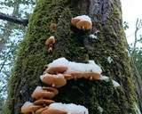 開きナメコと乾燥ワカメの焼きキノコ作り方1写真