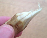 牛肉とごぼうの甘辛炊き込みご飯作り方3写真