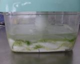 漬物容器で白菜漬け♪作り方5写真