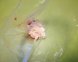 ぷっく~り♪明太マヨぱん✿作り方12写真