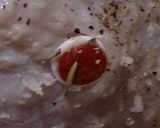 Xmas会用ターキー丸焼きロースト作り方10写真