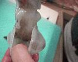 お味しみしみ～♪イカと大根の煮つけ作り方2写真