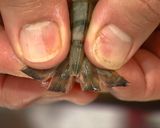 衣サクサク!海老の天ぷら作り方1写真