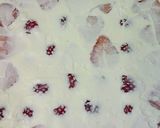 リース風デコのクリスマスケーキ作り方11写真