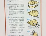 牡蠣フライ☆衣付けと揚げ方のコツ作り方2写真