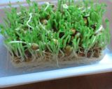簡単★節約★豆苗の炒めもの作り方5写真