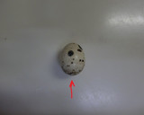 うずらの半熟ゆで卵西京漬作り方11写真