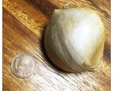 ジャンボにんにく☆簡単！ガーリックライス作り方1写真