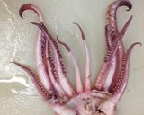 イカの酒粕和え作り方3写真