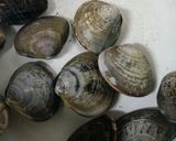 はまぐりのお吸い物 ゆず風味◆ひな祭に作り方2写真