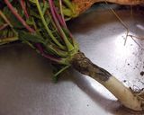 超デトックス? ハマダイコンのおひたし作り方3写真