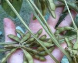 幻の大豆『黒千石』の枝豆と枝豆ご飯作り方2写真