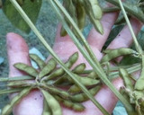 幻の大豆『黒千石』の枝豆と枝豆ご飯作り方2写真
