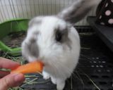 めんどくさがりが作る鯵の南蛮漬け作り方4写真