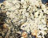 ごまたっぷり☆豚肉とひじきの炒め物♩作り方5写真