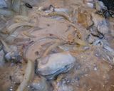 ♪牡蠣の豆乳みそパスタ♪作り方6写真