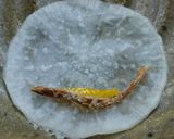 一口でどうぞ♪なます作り方6写真