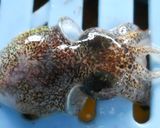 ミミイカ（ダンゴイカ）のやわらか煮作り方1写真