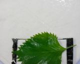 簡単!かまぼこの春巻き作り方4写真
