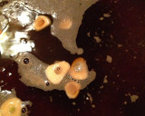 豆腐もやし入り！もつ鍋風とろ〜り焼きそば作り方2写真