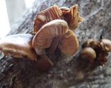 3種の冬きのこと里芋ワカメの激旨味噌汁作り方1写真