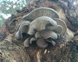 3種の冬きのこと里芋ワカメの激旨味噌汁作り方2写真