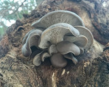 3種の冬きのこと里芋ワカメの激旨味噌汁作り方2写真