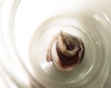 アンチョビ作り方8写真