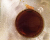 【簡単】ほうれん草の辛子和え【常備菜】作り方4写真