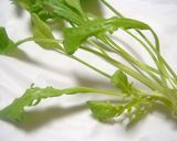 春の七草粥*七草図鑑作り方5写真