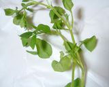 春の七草粥*七草図鑑作り方7写真